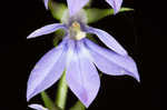 Pale spike lobelia